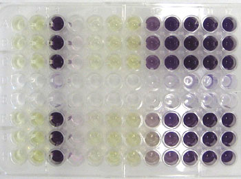MTT-Assay